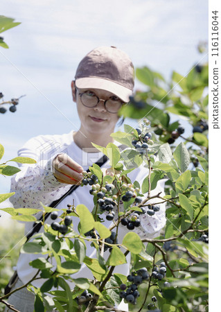 A woman harvesting blueberries 116116044