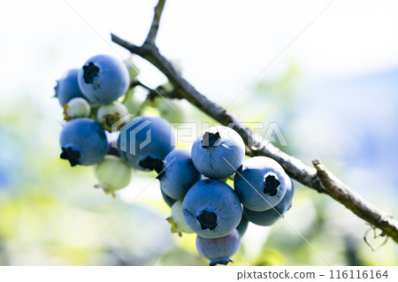許多時令藍莓成熟了 許多時令藍莓成熟了 116116164