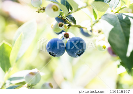 許多時令藍莓成熟了 許多時令藍莓成熟了 116116167