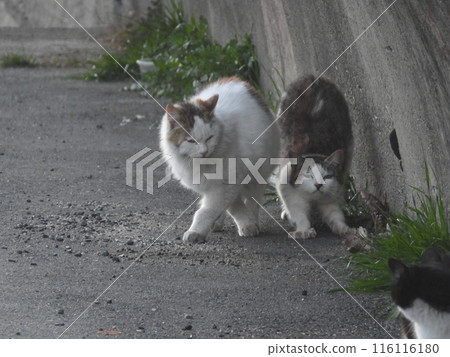 貓生長 116116180