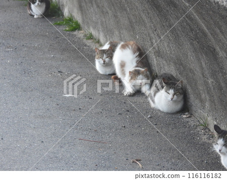 貓生長 貓生長 116116182