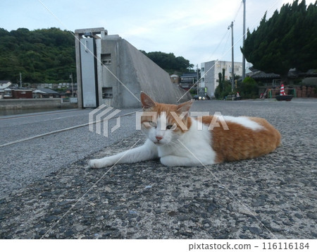 Brown tabby cat relaxing at the harbor 116116184