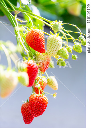 Strawberry picking strawberry house 116116199