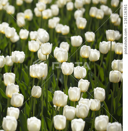 Many white tulips on a green background. 116116361