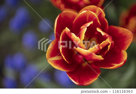 Beautiful red tulip on a blurred background. 116116363