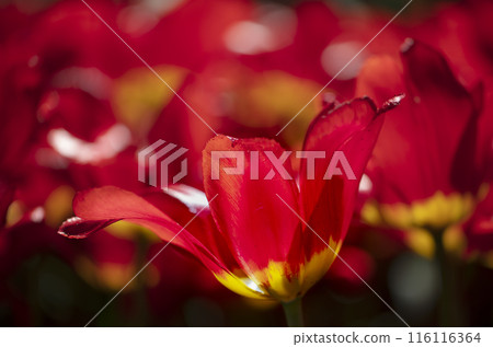 Beautiful background from red tulips.Floral background for summer or spring. 116116364