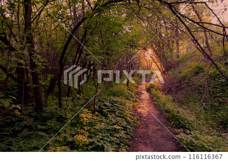 Fantastic forest with path and setting sun. 116116367