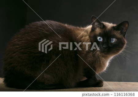 Thai fluffy cat with blue eyes studio shot. 116116368