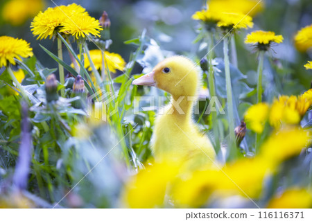 Yellow duckling in dandelions. Domestic duck chick in the meadow. 116116371