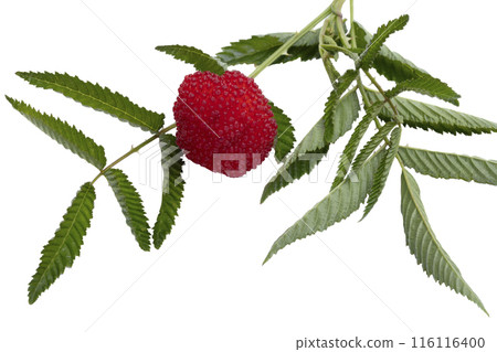 Raspberry berry with green leaves on a white background. 116116400