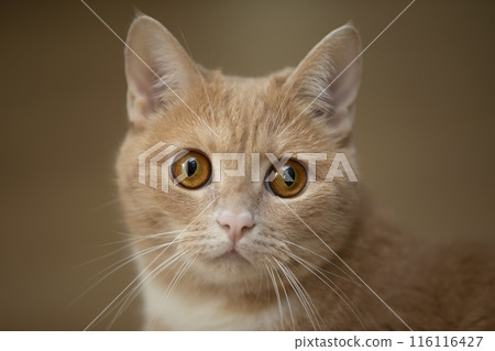 The muzzle of a ginger cat with yellow frightened eyes. 116116427