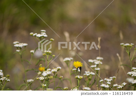Meadow flowers and herbs on a blurred background. Beautiful meadow nature in the evening. 116116459