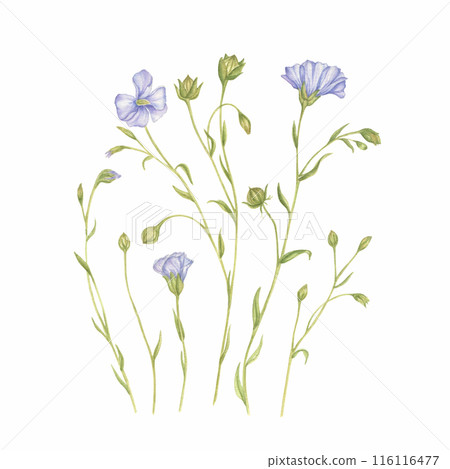 Watercolor illustration of blue flax flowers, stems, buds. Meadow flowers are isolated on a white background. For the design of postcards, posters, websites, logos, prints. 116116477