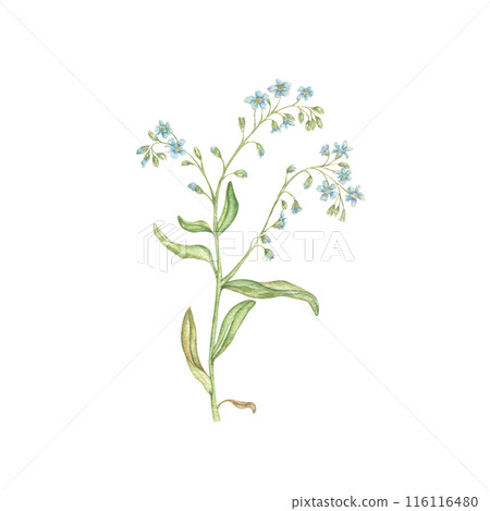 Watercolor floral illustration of a forget-me-not flower on a white background. Handmade flowers for wedding anniversary, birthday, invitations and postcards. 116116480