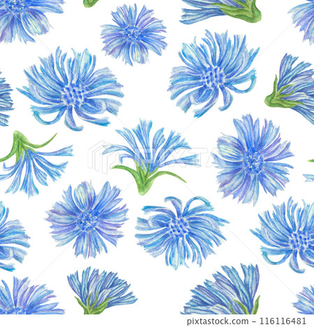 Watercolor botanical pattern with large chicory flowers. Blue meadow flowers on a white background. Seamless print for fabrics, wallpapers, clothes, packaging and backgrounds Watercolor botanical pattern with large chicory flowers. Blue meadow flowers on a white background. Seamless print for fabrics, wallpapers, clothes, packaging and backgrounds 116116481