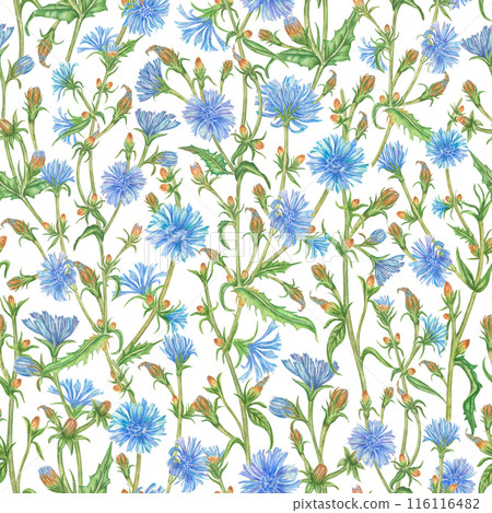 Watercolor seamless pattern with blue chicory flowers. Elegant, delicate botanical print, hand-painted on a white background. Repeatable texture for wrapping paper, stationery, wallpaper, fabric, post Watercolor seamless pattern with blue chicory flowers. Elegant, delicate botanical print, hand-painted on a white background. Repeatable texture for wrapping paper, stationery, wallpaper, fabric, post 116116482