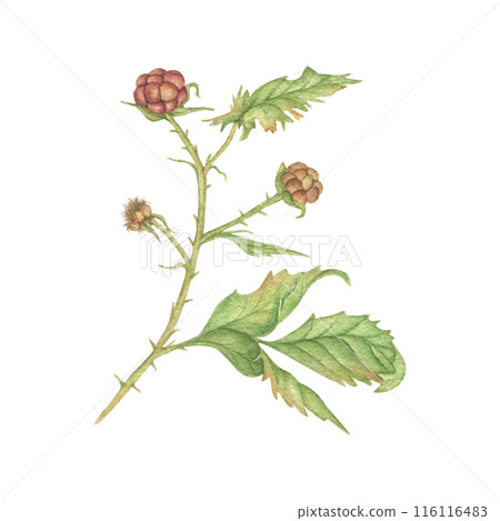 Raspberry branch is a realistic watercolor illustration highlighted on a white background. Decoration of postcards, business cards, invitations. Raspberry branch is a realistic watercolor illustration highlighted on a white background. Decoration of postcards, business cards, invitations. 116116483