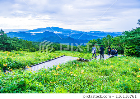 [栃木縣] 日光/霧降高原 木菅平公園的黃花菜，清晨 116116761