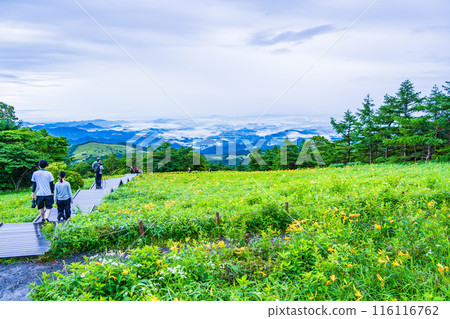 [Tochigi Prefecture] Nikko Kirifuri Highlands Day Hemerocallis day lilies in the Hemerocallis field early in the morning 116116762
