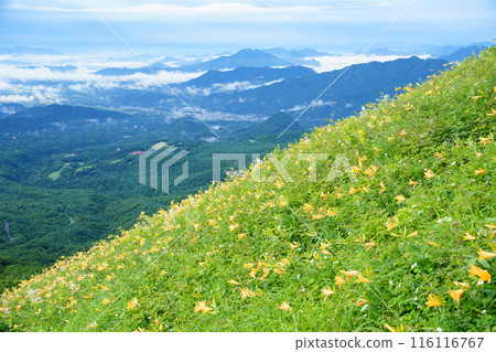 [Tochigi Prefecture] Nikko Kirifuri Highlands Day Hemerocallis day lilies in the Hemerocallis field early in the morning 116116767