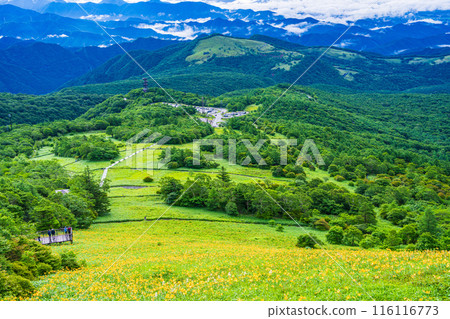 [Tochigi Prefecture] Nikko Kirifuri Highlands Day Hemerocallis day lilies in the Hemerocallis field early in the morning 116116773