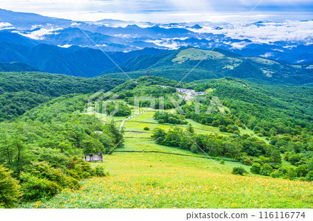 [Tochigi Prefecture] Nikko Kirifuri Highlands Day Hemerocallis day lilies in the Hemerocallis field early in the morning 116116774
