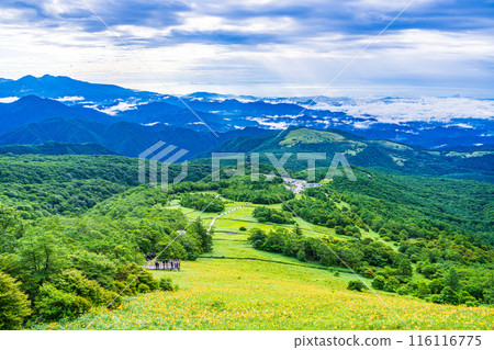 [Tochigi Prefecture] Nikko Kirifuri Highlands Day Hemerocallis day lilies in the Hemerocallis field early in the morning 116116775