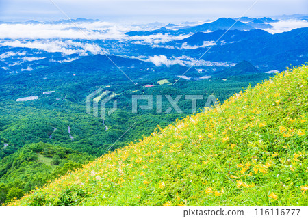 [栃木縣] 日光/霧降高原 木菅平公園的黃花菜，清晨 116116777