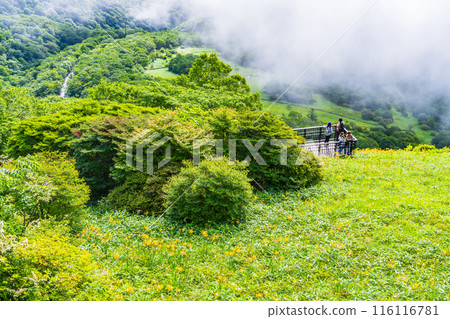 [Tochigi Prefecture] Nikko Kirifuri Highlands Day Hemerocallis day lilies in the Hemerocallis field early in the morning 116116781