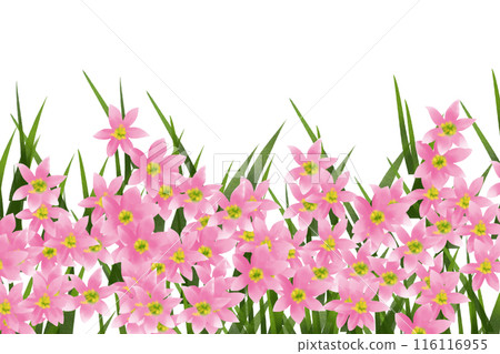Zephyranthes flower card 2 Zephyranthes flower card 2 116116955