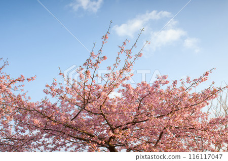 Blue sky and Kawazu cherry blossoms 116117047