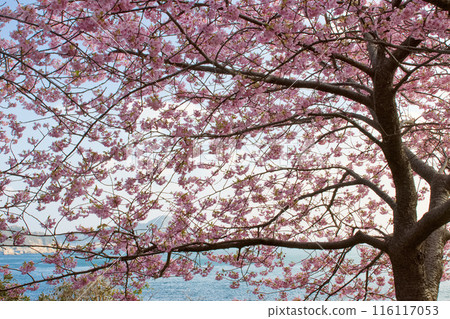 View of the ocean from beneath a cherry tree in full bloom View of the ocean from beneath a cherry tree in full bloom 116117053