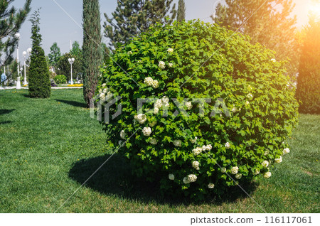 blooming spherical buldenezh viburnum bush snowball tree with white flowers in spring in the park on sunny day 116117061