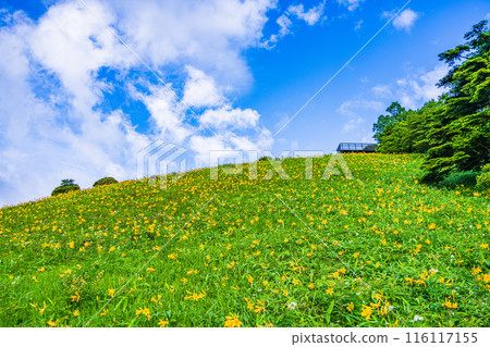 [Tochigi Prefecture] Nikko Kirifuri Highlands Day Hemerocallis near the Kisugehira Park and Komaruyama Observatory in the early morning 116117155