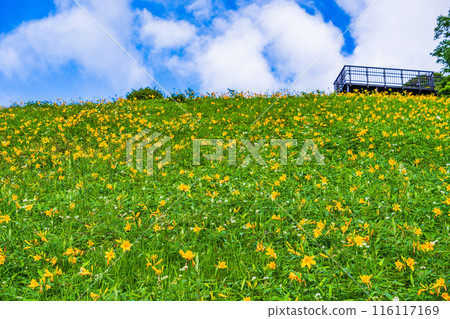[栃木縣] 日光霧降高原 木菅平公園/日光木菅附近的小丸山展望台 清晨 116117169