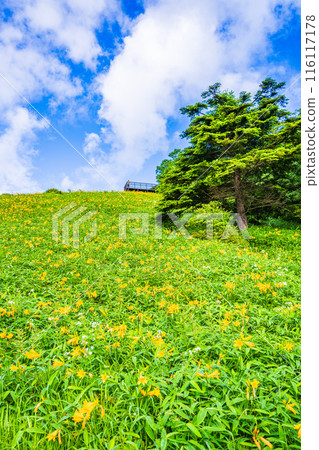 [栃木縣] 日光霧降高原 木菅平公園/日光木菅附近的小丸山展望台 清晨 116117178