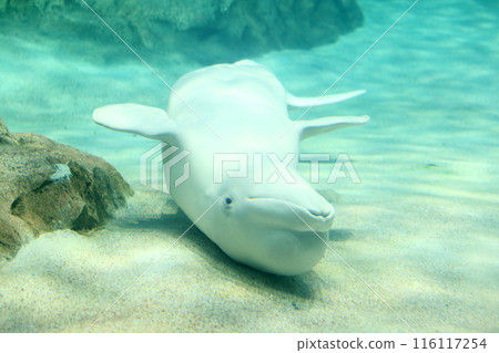 Beluga whale swimming gracefully Beluga whale swimming gracefully 116117254