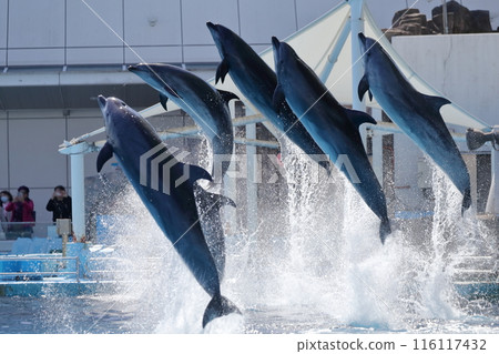 一群海豚跳躍起來 116117432