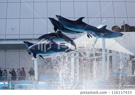 Dolphins jumping up Dolphins jumping up 116117433