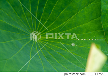 荷葉中積聚的水滴 荷葉中積聚的水滴 116117555