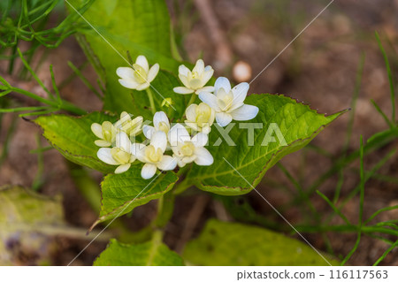 Flower hydrangea 116117563