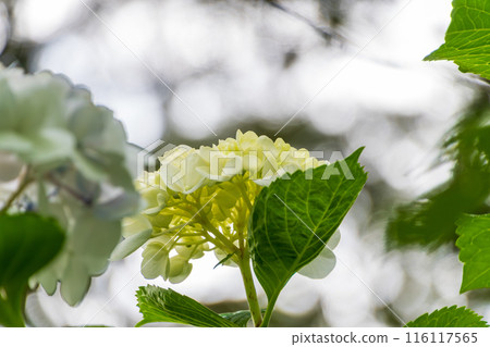 Hydrangea flower 116117565