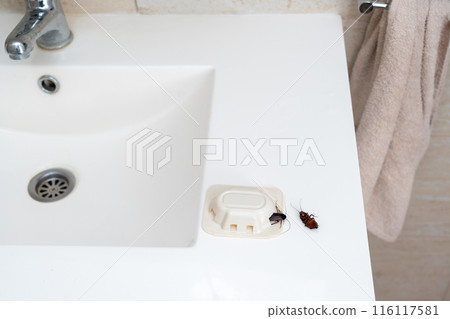 A couple of dead cockroaches on a bathroom sink. Concept of unsanitary conditions A couple of dead cockroaches on a bathroom sink. Concept of unsanitary conditions 116117581