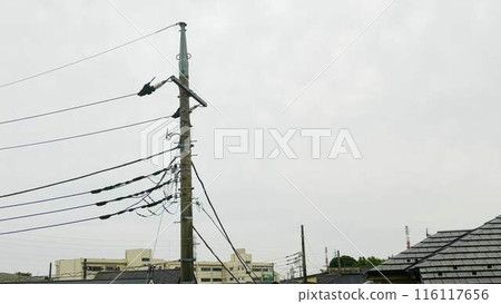 Cloudy sky and utility poles 116117656