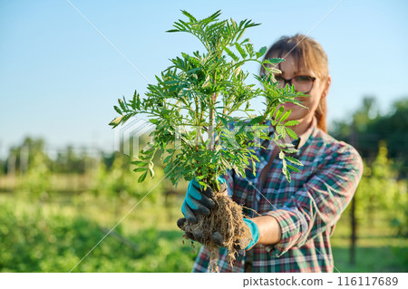 Woman with marigold plant bush, with open root system, preparing to plant Woman with marigold plant bush, with open root system, preparing to plant 116117689