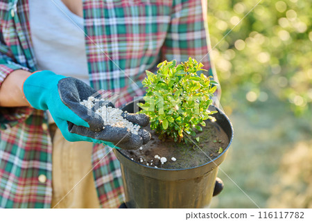 Close-up of granulated mineral fertilizer and boxwood bush in pot in hands of woman 116117782