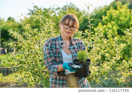 Woman fertilizing boxwood bush in pot with mineral fertilizers Woman fertilizing boxwood bush in pot with mineral fertilizers 116117784