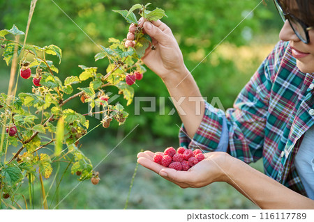 Close up of freshly picked raspberries in woman hands Close up of freshly picked raspberries in woman hands 116117789