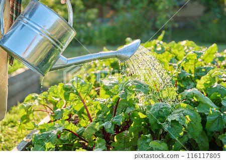 Close-up of watering can in hands watering beet plants 116117805