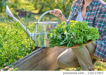 Close-up of greens herbs harvest on tray in woman hands, outdoor 116117807